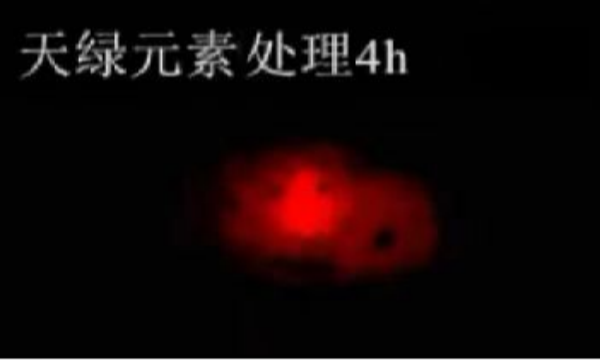 斑馬魚實驗天綠元素處理-4h.png 斑馬魚實驗天綠元素處理-4h.png