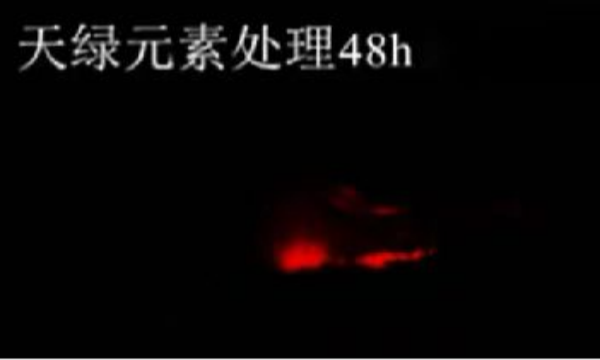 斑馬魚實驗天綠元素處理-48h.png 斑馬魚實驗天綠元素處理-48h.png